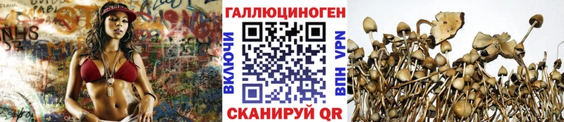 Галлюциногенные грибы Psilocybine cubensis Фролово